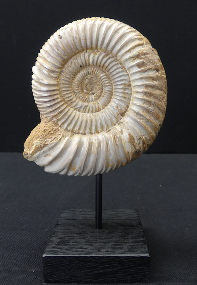 Objets de décoration - Fossiles d'Ammonite sur socle, cabinet de curiosités - METAMORPHOSES