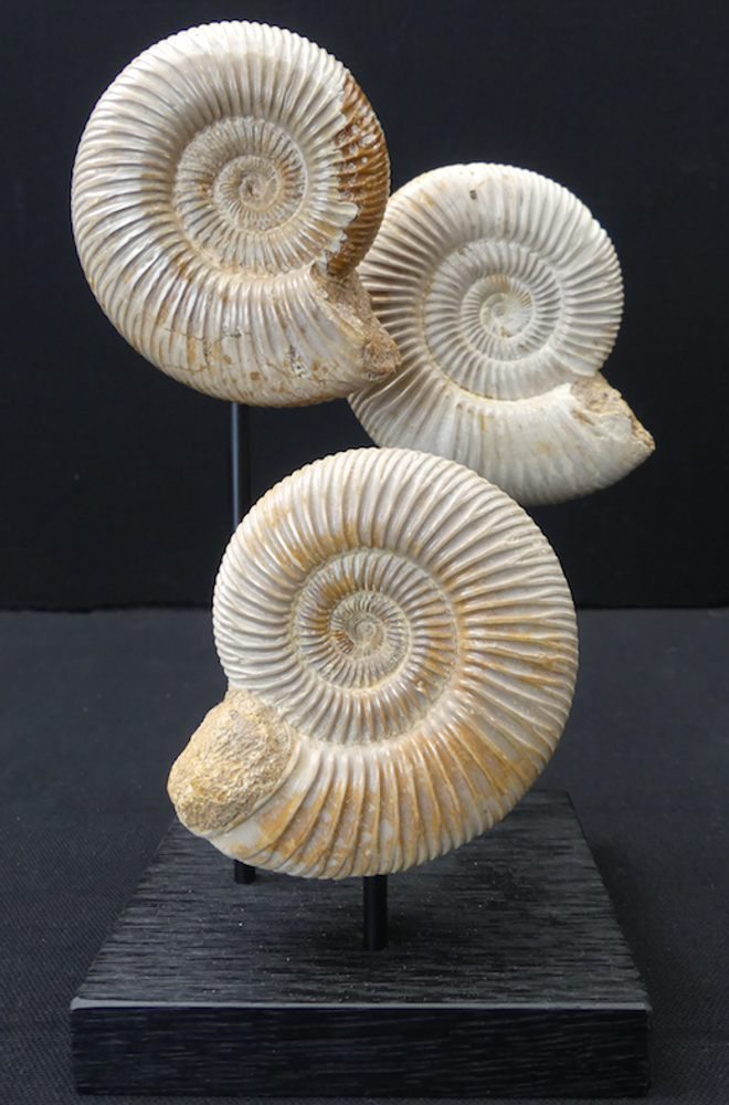 Objets de décoration - Fossiles d'Ammonite sur socle, cabinet de curiosités - METAMORPHOSES