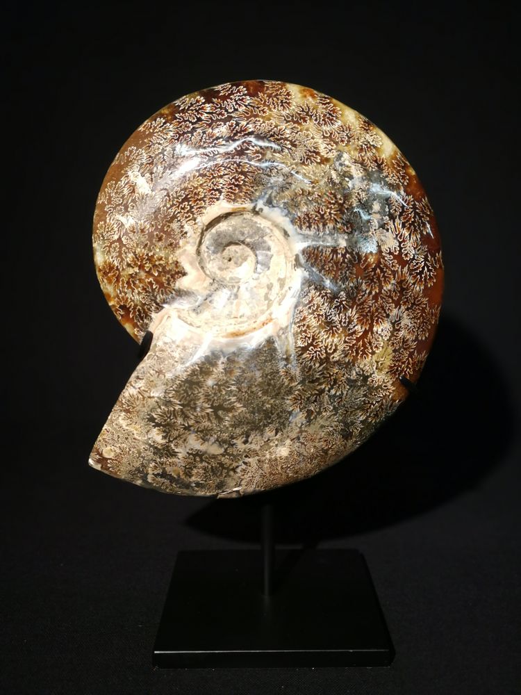 Objets de décoration - Fossiles d'Ammonite sur socle, cabinet de curiosités - METAMORPHOSES