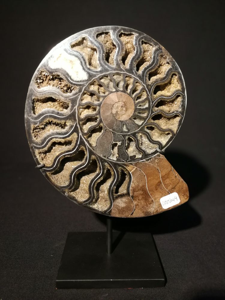Objets de décoration - Fossiles d'Ammonite sur socle, cabinet de curiosités - METAMORPHOSES