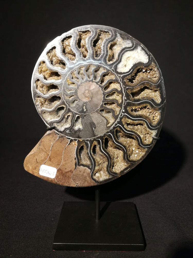 Objets de décoration - Fossiles d'Ammonite sur socle, cabinet de curiosités - METAMORPHOSES