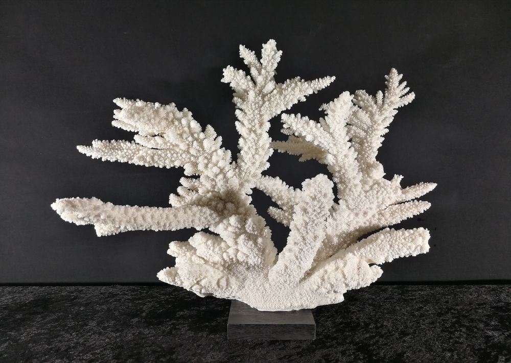 Objets de décoration - Corail sur socle, cabinet de curiosités. - METAMORPHOSES