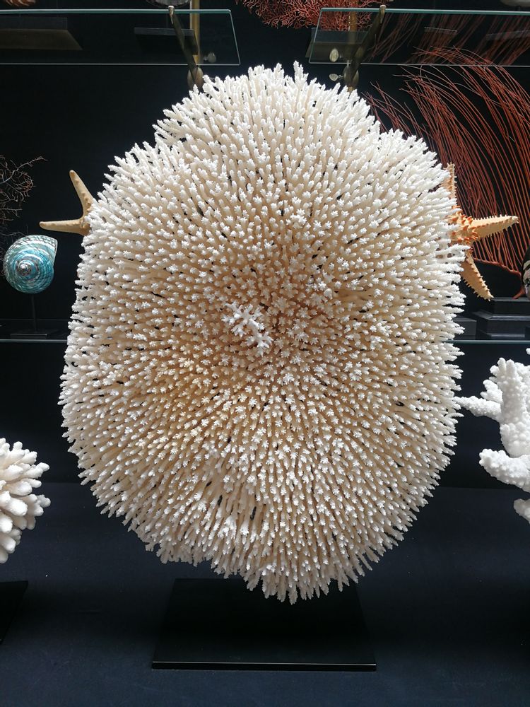 Objets de décoration - Corail sur socle, cabinet de curiosités. - METAMORPHOSES