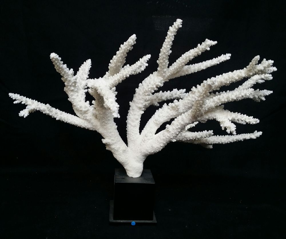 Objets de décoration - Corail sur socle, cabinet de curiosités. - METAMORPHOSES