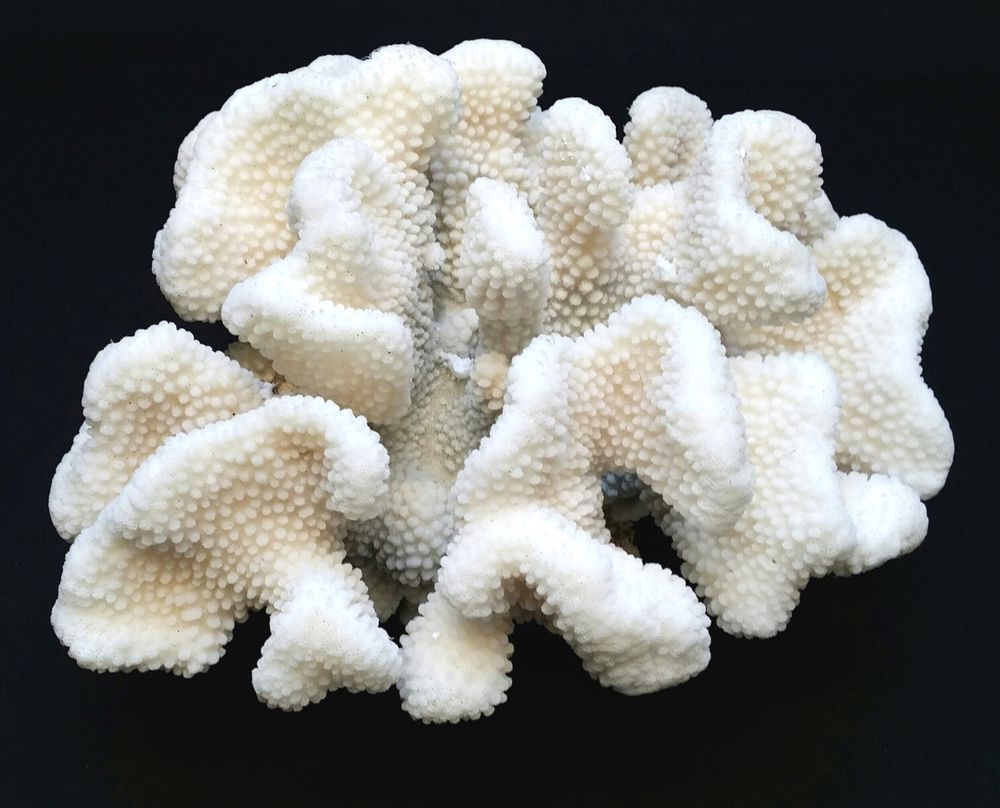 Objets de décoration - Corail sur socle, cabinet de curiosités. - METAMORPHOSES