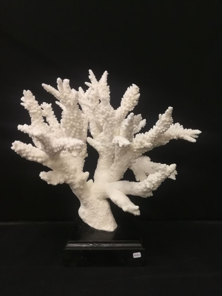 Objets de décoration - Corail sur socle, cabinet de curiosités. - METAMORPHOSES