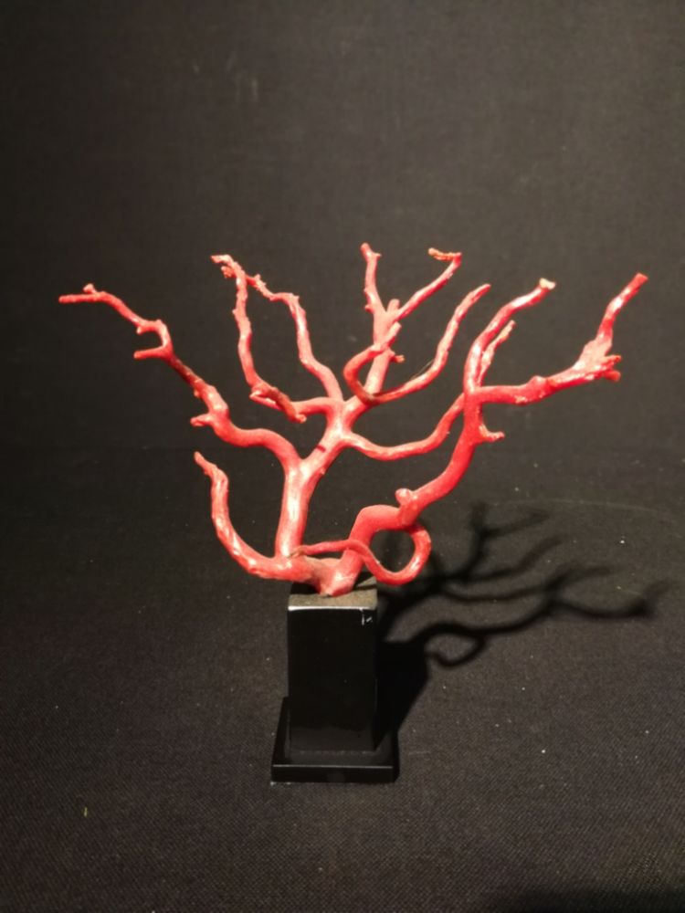 Objets de décoration - Corail sur socle, cabinet de curiosités. - METAMORPHOSES