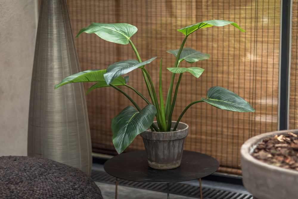 Floral decoration - Alocasia plant - Silk-ka Artificial flowers and plants for life! - SILK-KA