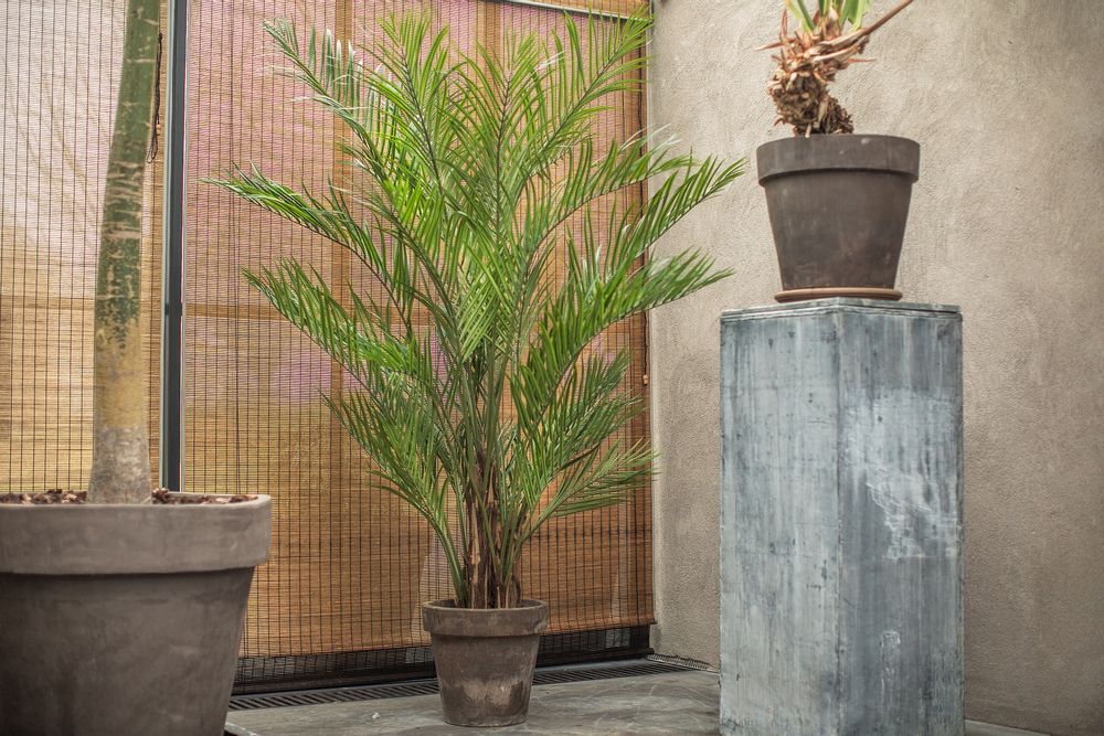 Décorations florales - Kentia Palm plant - Silk-ka Artificial flowers and plants for life! - SILK-KA