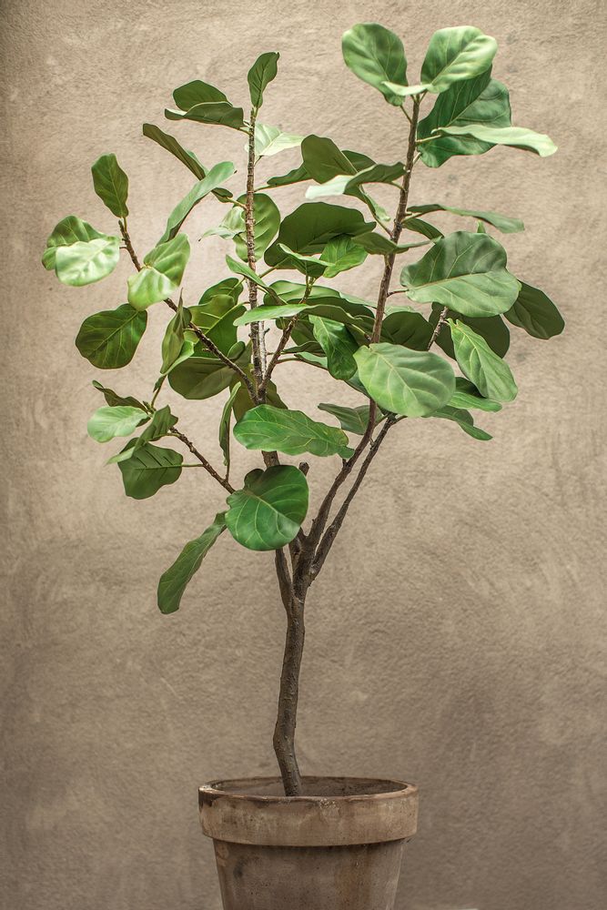 Décorations florales - Plant ficus - Silk-ka Artificial flowers and plants for life! - SILK-KA