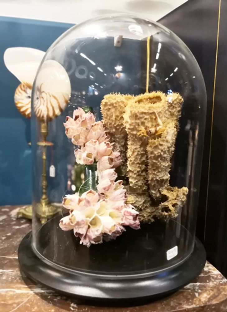 Pièces uniques - OBJETS DE CURIOSITE - AN ATOLL