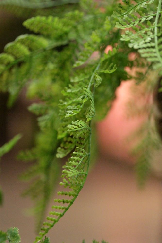 Floral decoration - Green plants & trees - VRANCKX