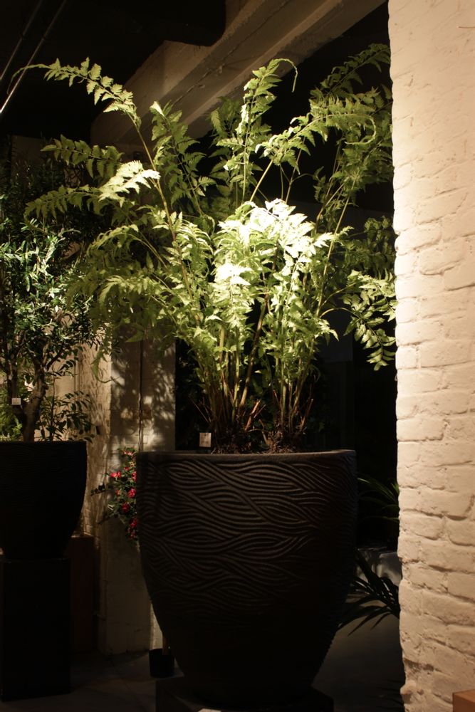 Floral decoration - Green plants & trees - VRANCKX