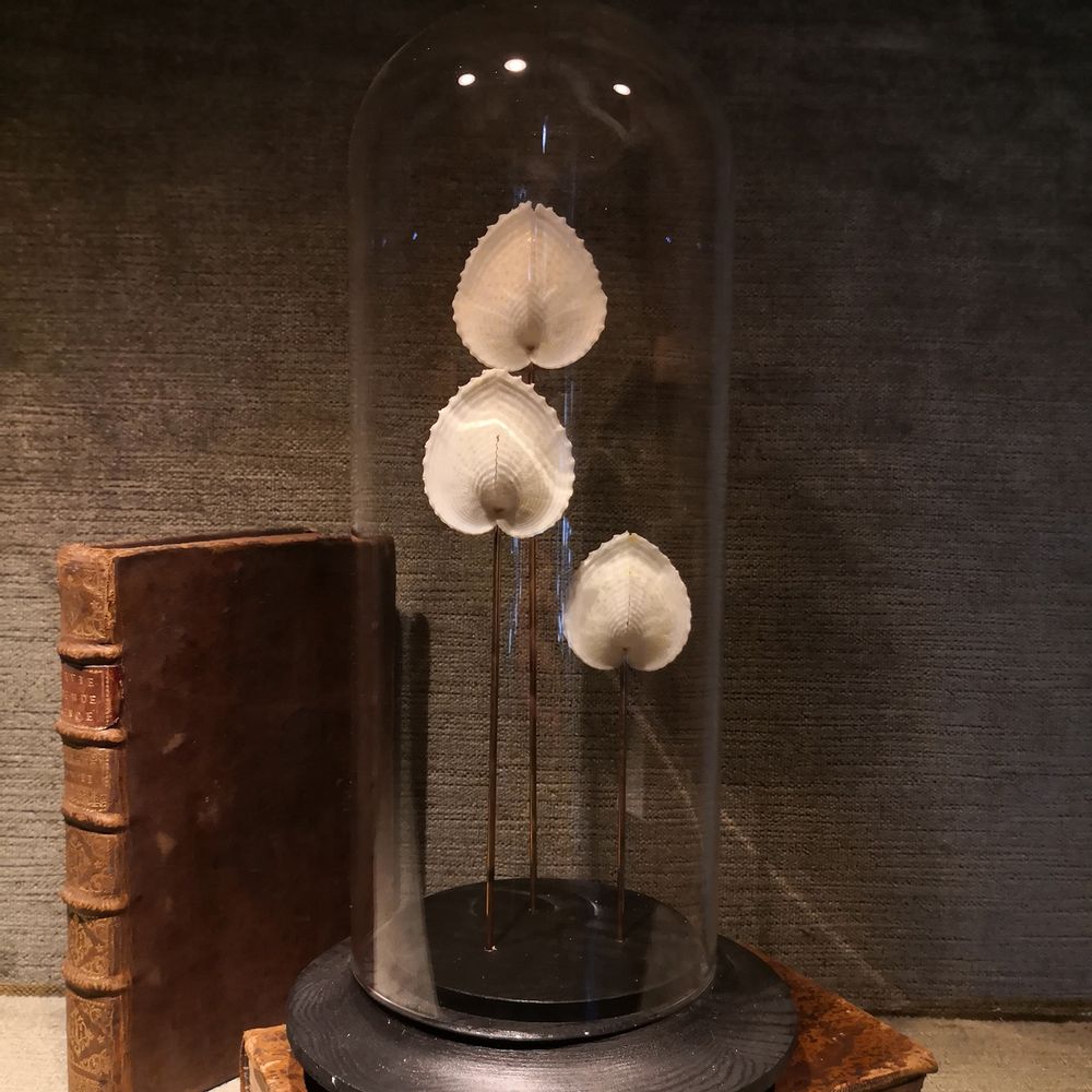 Decorative objects - Glass dome  and natural history - AN ATOLL