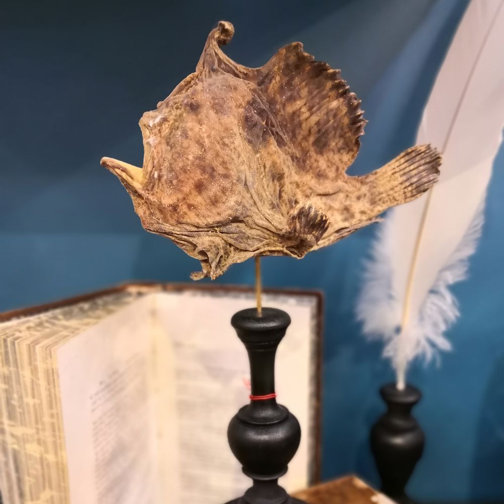 Decorative objects - Glass dome  and natural history - AN ATOLL