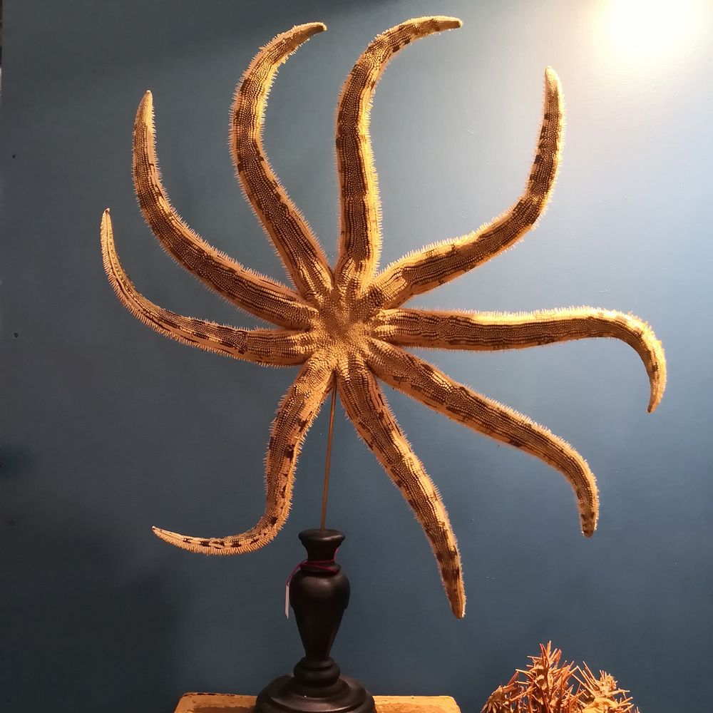 Decorative objects - Glass dome  and natural history - AN ATOLL