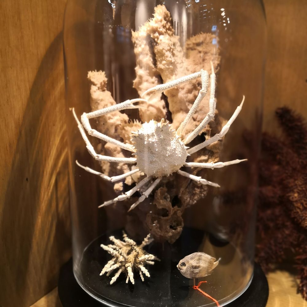 Decorative objects - Glass dome  and natural history - AN ATOLL