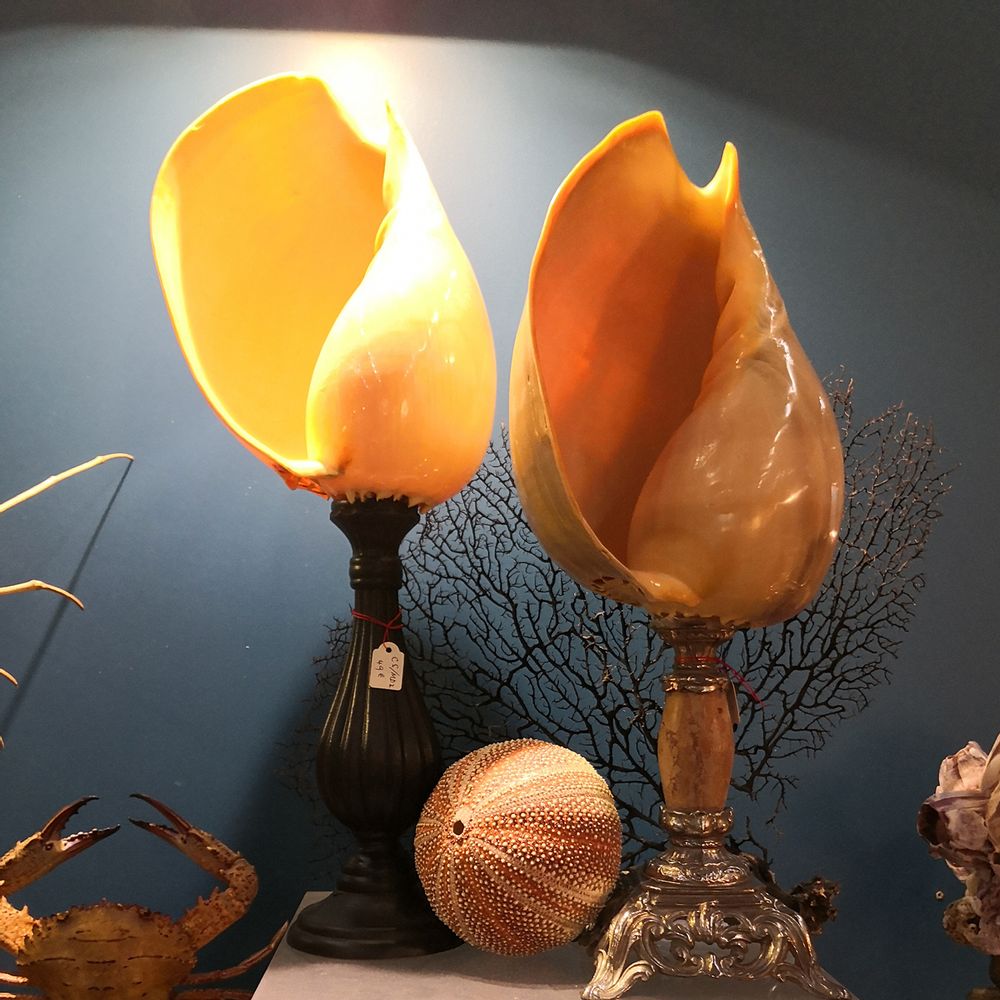 Decorative objects - Glass dome  and natural history - AN ATOLL
