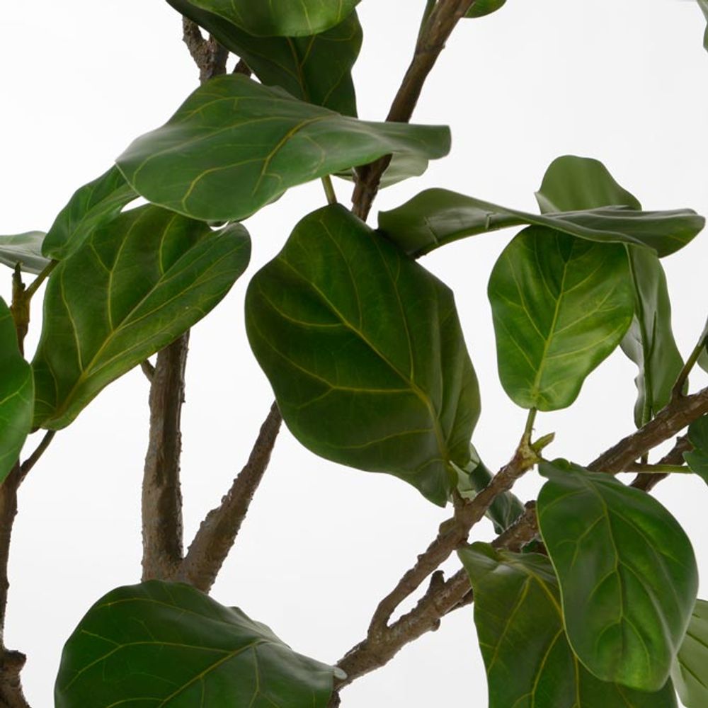 Décorations florales - FICUS LYRATA - LOU DE CASTELLANE