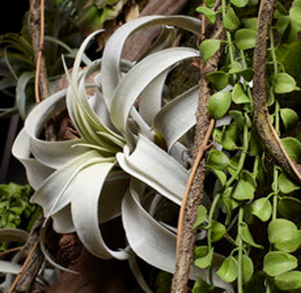 Décorations florales - TILLANDSIA ROYALE - LOU DE CASTELLANE