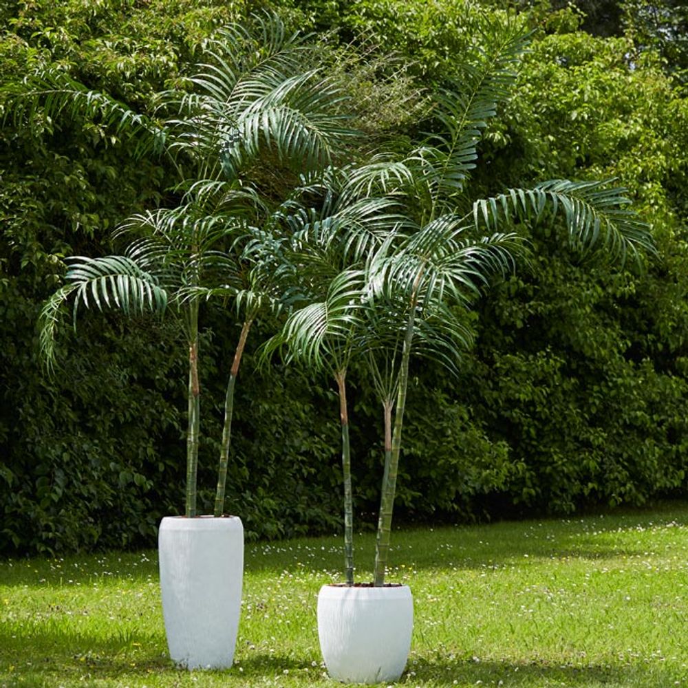 Décorations florales - PALMIER ROYAL - LOU DE CASTELLANE