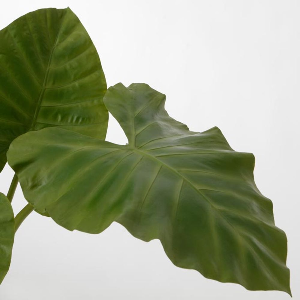 Décorations florales - PLANTE ALOCASIA - LOU DE CASTELLANE
