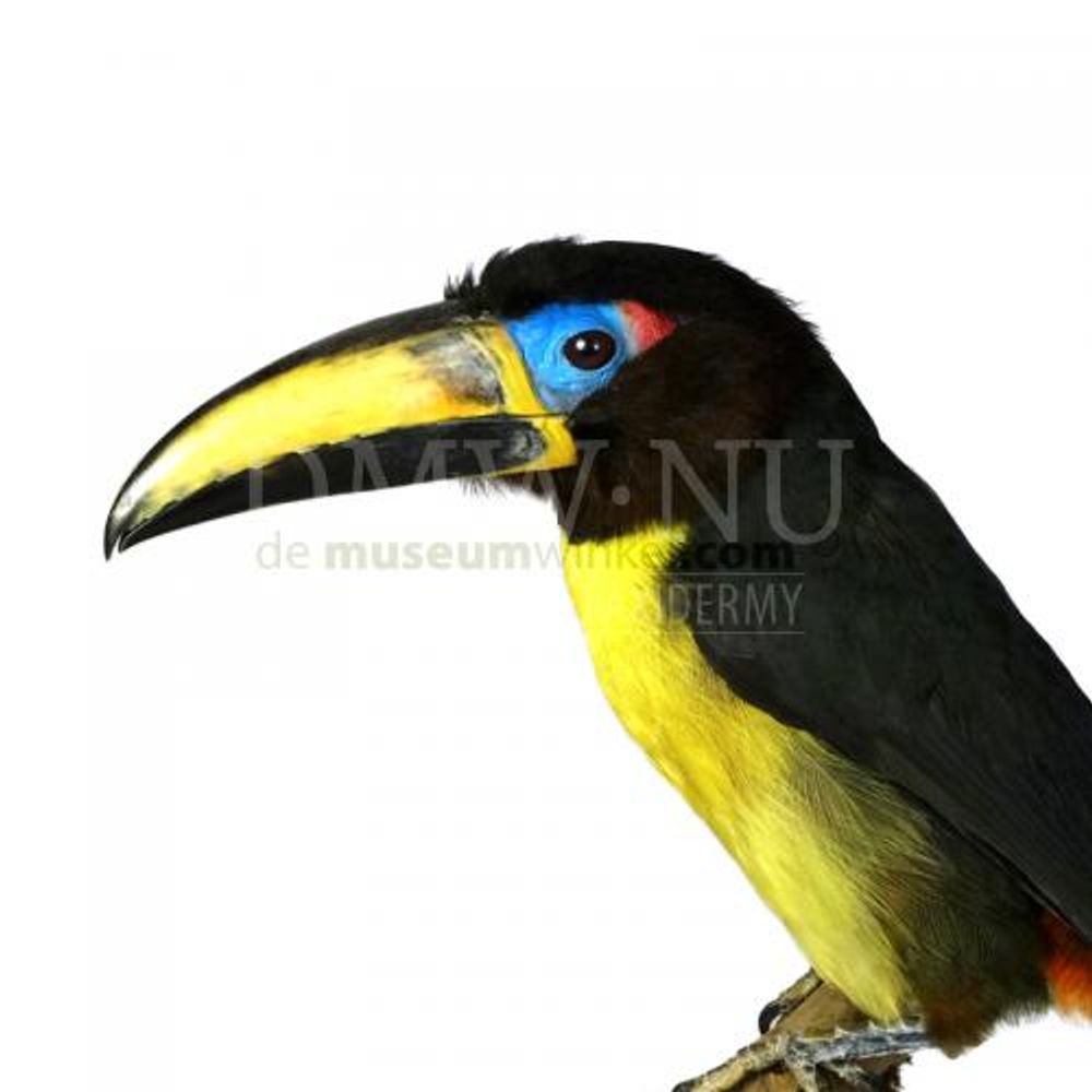 Objets de décoration - Toucans et plus - Objets décoratifs - Intérieur & Taxidermie - DMW.NU: TAXIDERMY & INTERIOR