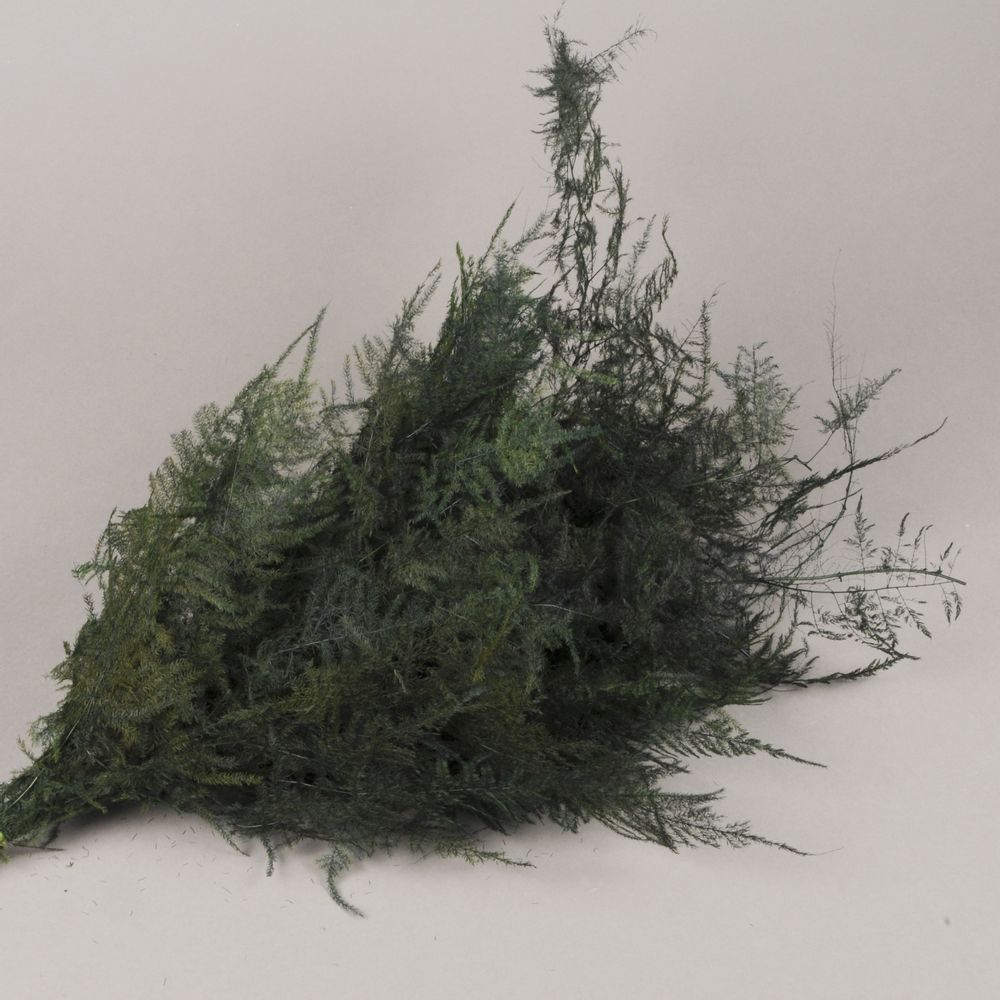 Floral decoration - Preserved asparagus fern - LE COMPTOIR.COM