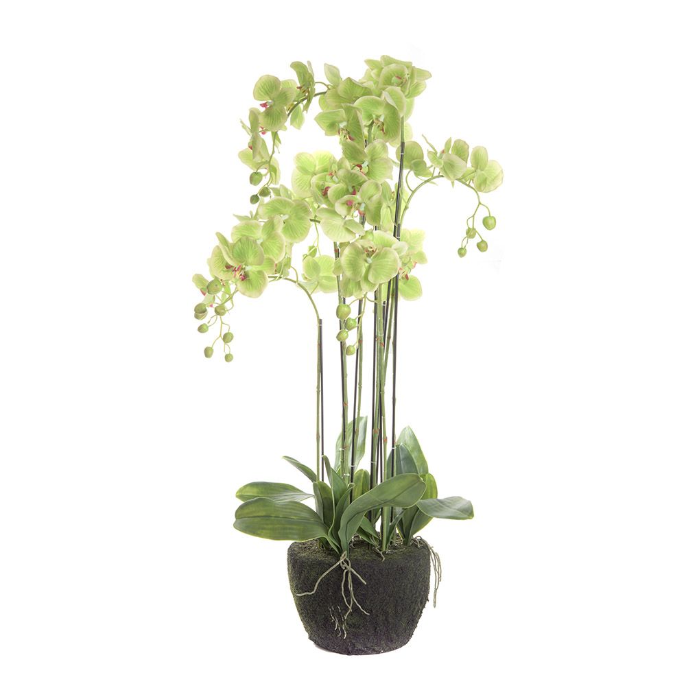 Décorations florales - Composition Orchidées Verts - ASIATIDES