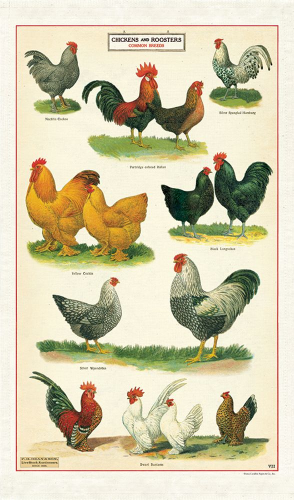 Dish towels - Cavallini's tea towels - CAVALLINI PAPER & CO.