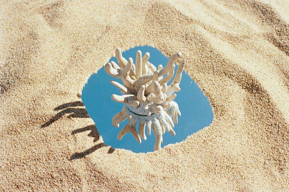 Céramique - Corail Millepora  - LA ALFARERA