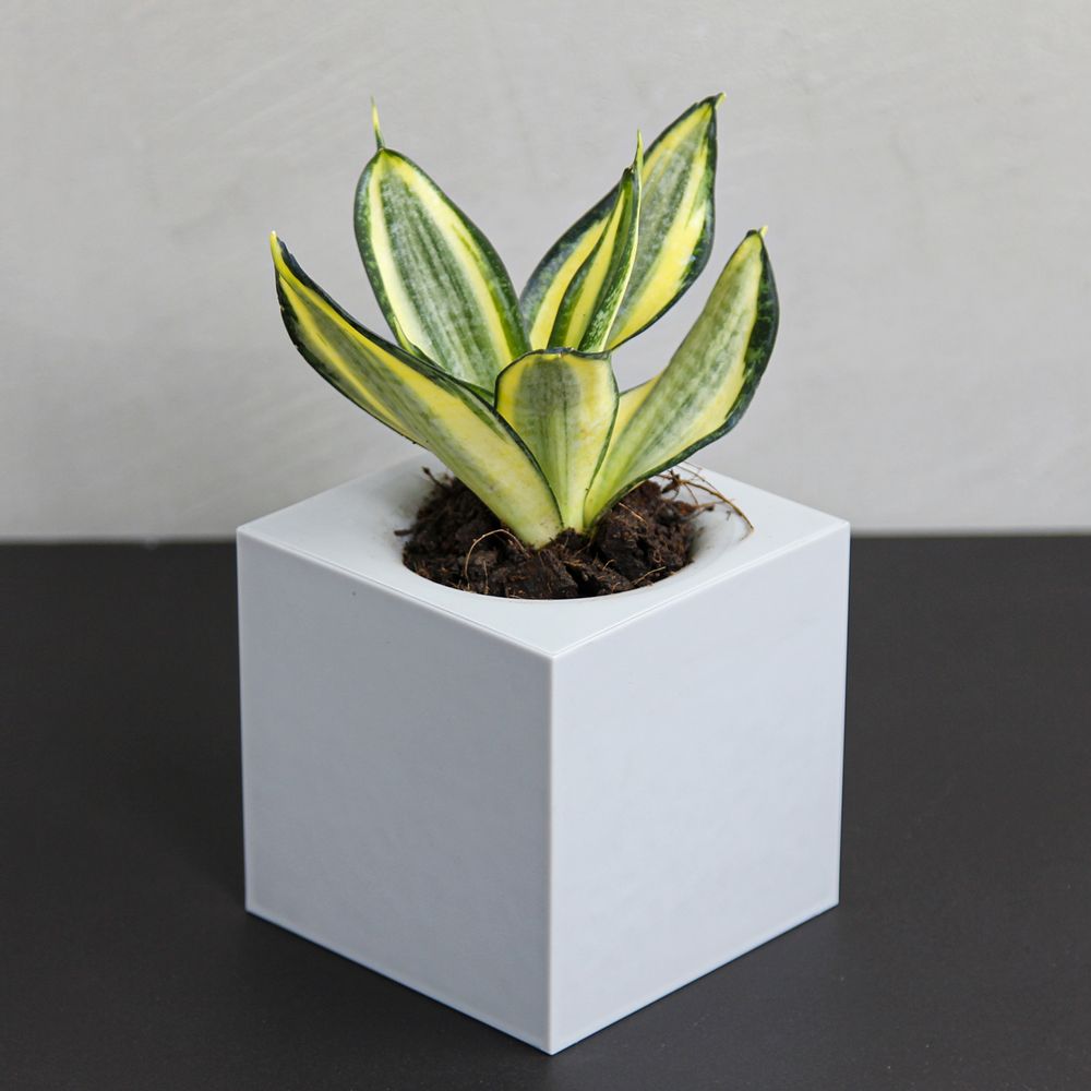 Mobilier et rangements pour bureau - Pixel Pot : pot de plantes auto-arrosage en plastique recyclé pour jardin intérieur et extérieur Équipement de bureau conteneur - QUALY DESIGN OFFICIAL
