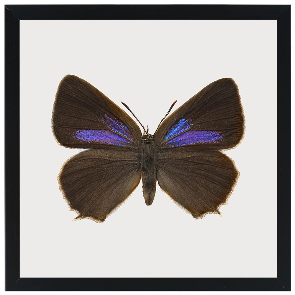 Gifts - Framed mini prints - LILJEBERGS