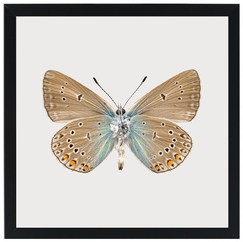 Gifts - Framed mini prints - LILJEBERGS