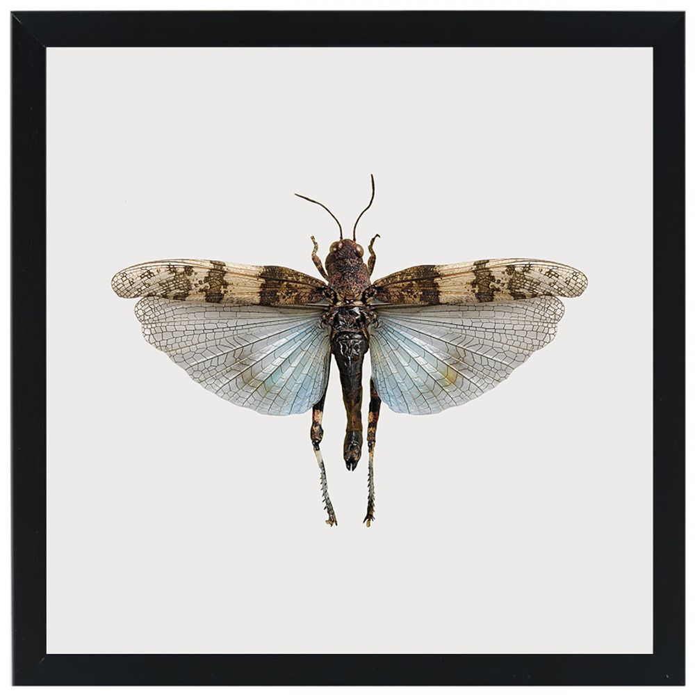 Gifts - Framed mini prints - LILJEBERGS