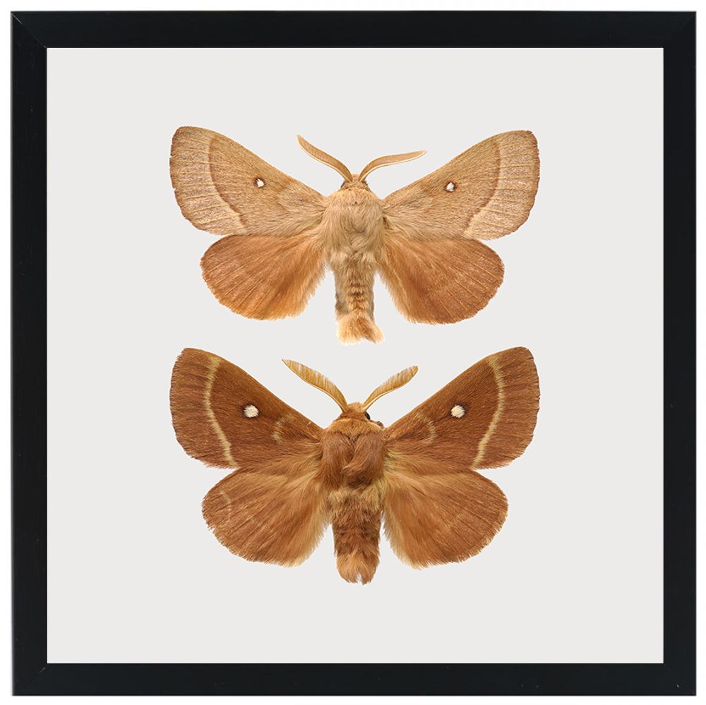 Gifts - Framed mini prints - LILJEBERGS