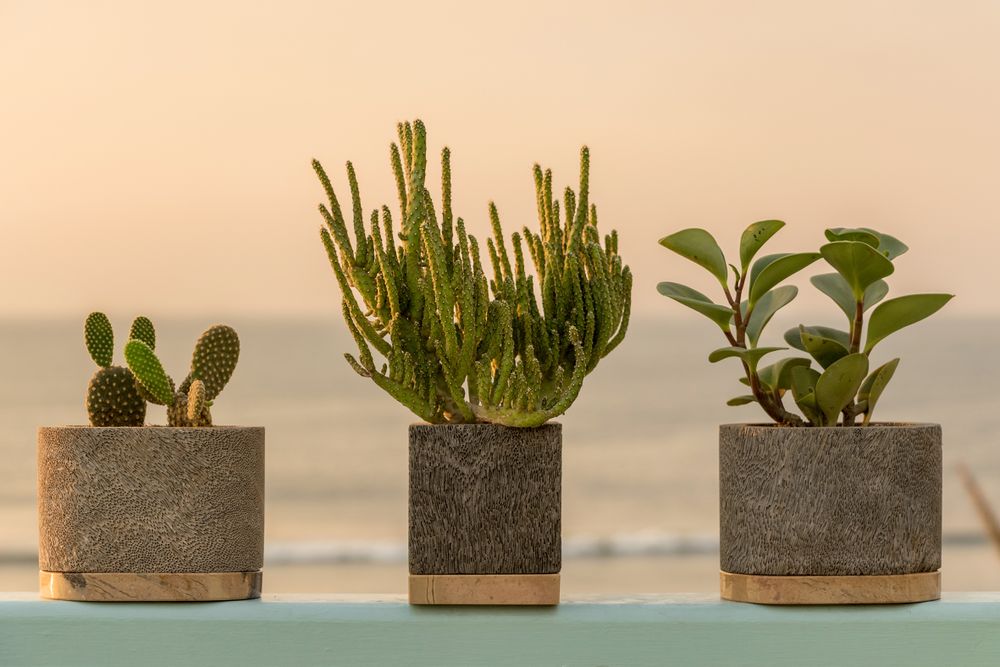 Vases - Planter Ocean by D.A.R Proyectos - NEST