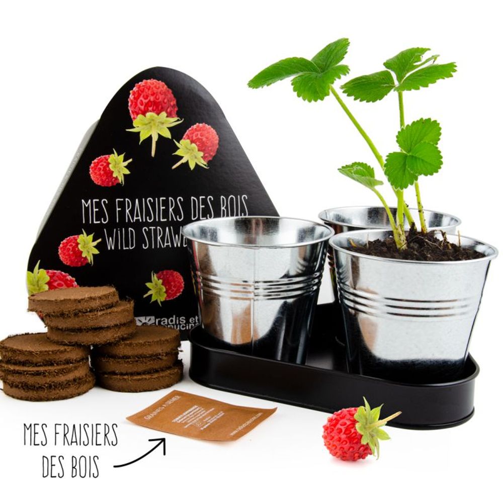 Trays - Plate range of 3 pots zinc with seeds. - RADIS ET CAPUCINE