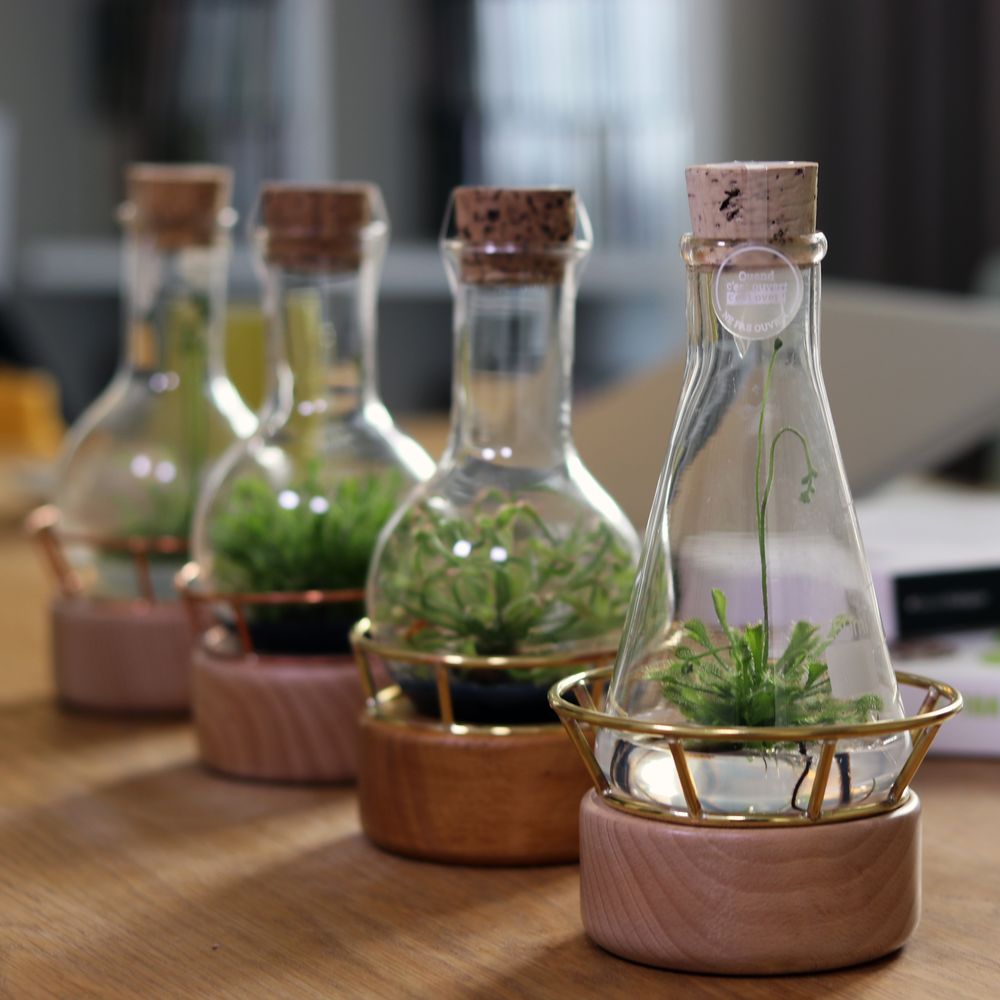 Gifts - Plantaphore Carnivores/Gasteria 250 mL - wood base and setting - INPLANTA