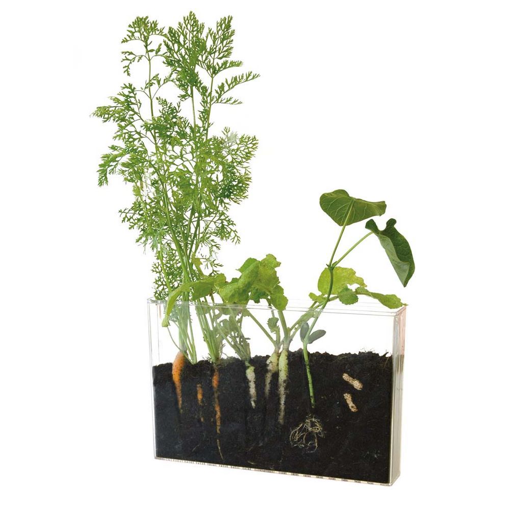 Garden accessories - Vivarium - Observation of roots and earthworms - RADIS ET CAPUCINE