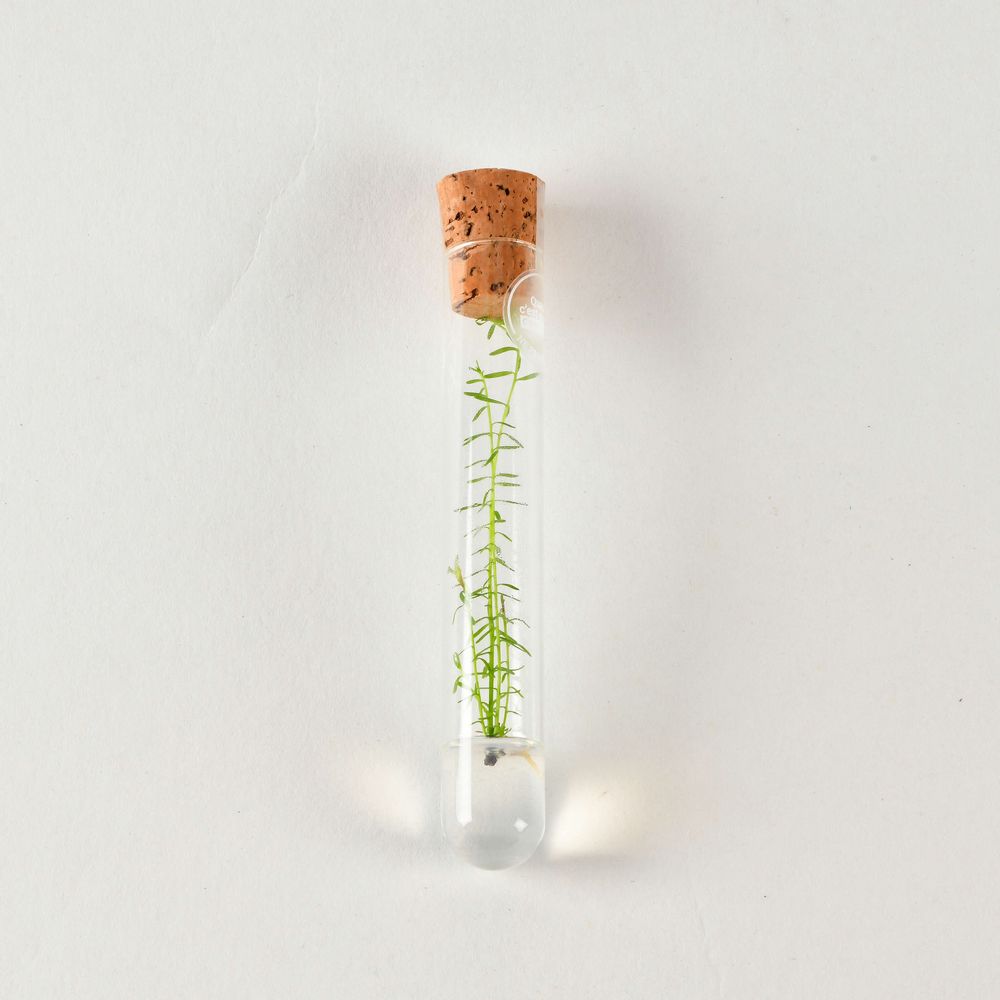 Céramique - Plantaphore Séquoïa tripode porcelaine - InPlanta - INPLANTA