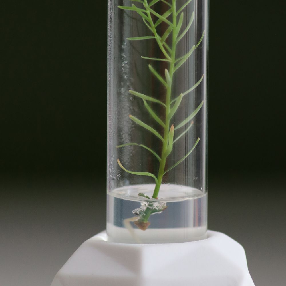 Céramique - Plantaphore Séquoïa tripode porcelaine - InPlanta - INPLANTA