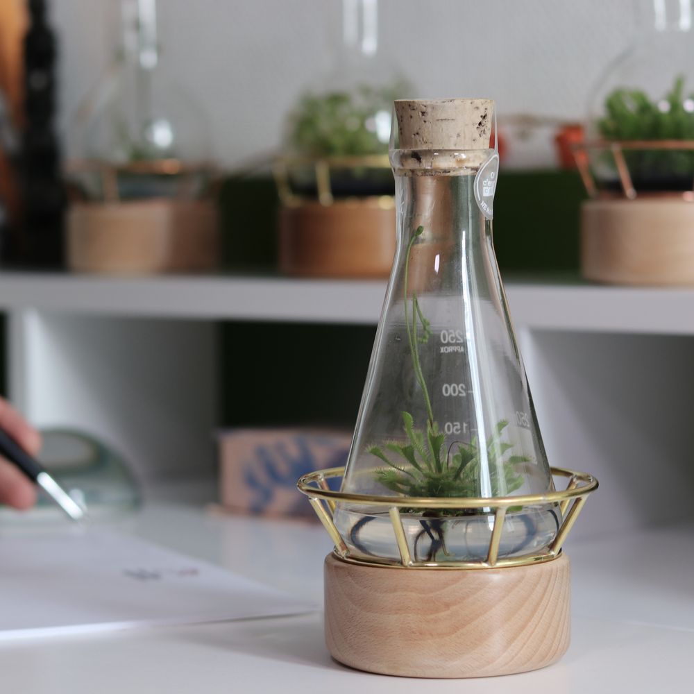 Gifts - Plantaphore Carnivores/Gasteria 250 mL - wood base and setting - INPLANTA