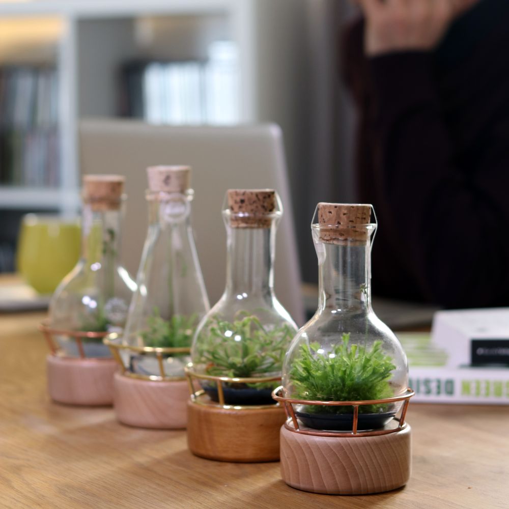 Gifts - Plantaphore Carnivores/Gasteria 250 mL - wood base and setting - INPLANTA