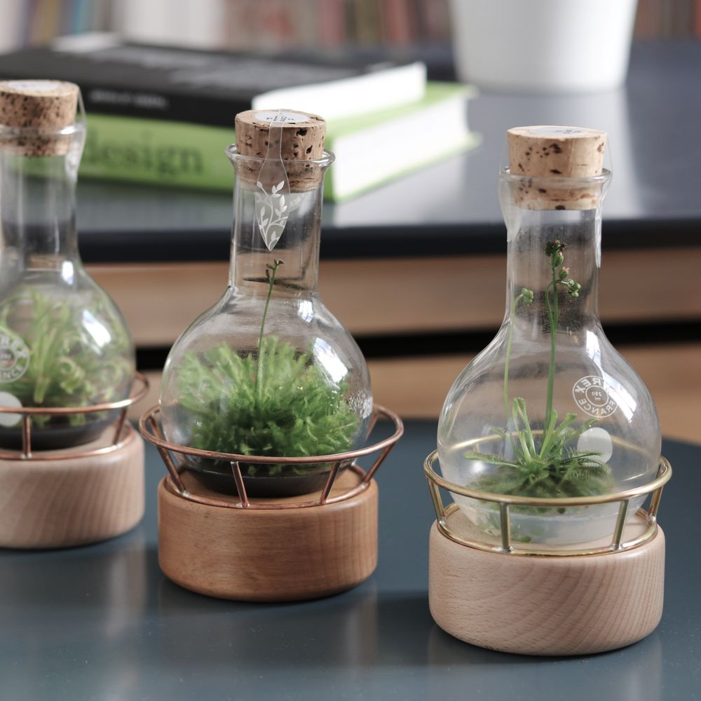 Gifts - Plantaphore Carnivores/Gasteria 250 mL - wood base and setting - INPLANTA