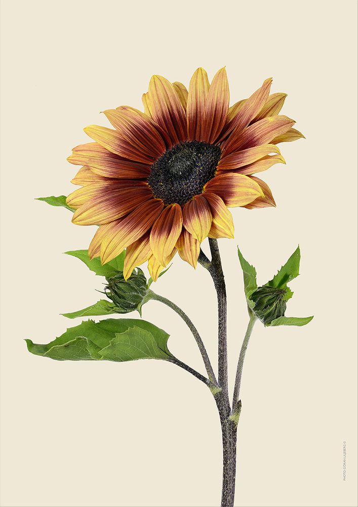 Poster - Botanical art prints - LILJEBERGS