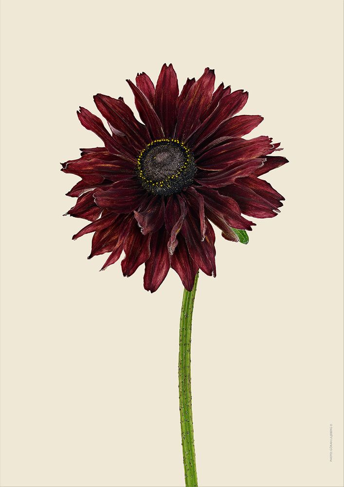 Poster - Botanical art prints - LILJEBERGS