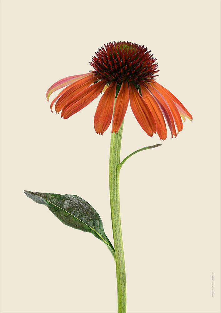 Poster - Botanical art prints - LILJEBERGS