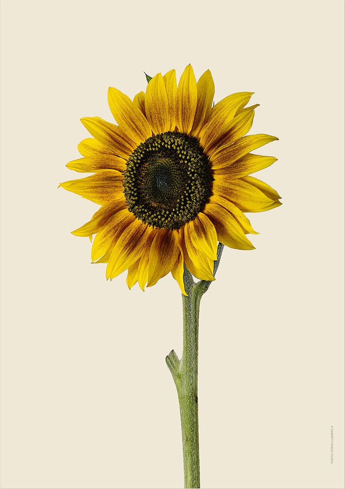 Poster - Botanical art prints - LILJEBERGS