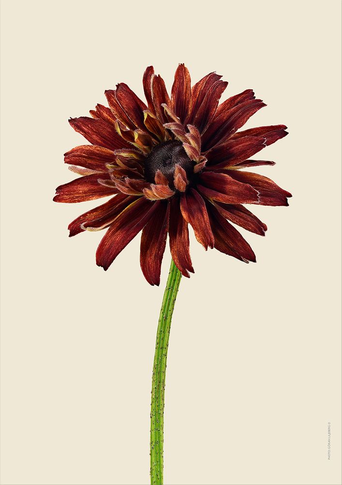 Poster - Botanical art prints - LILJEBERGS